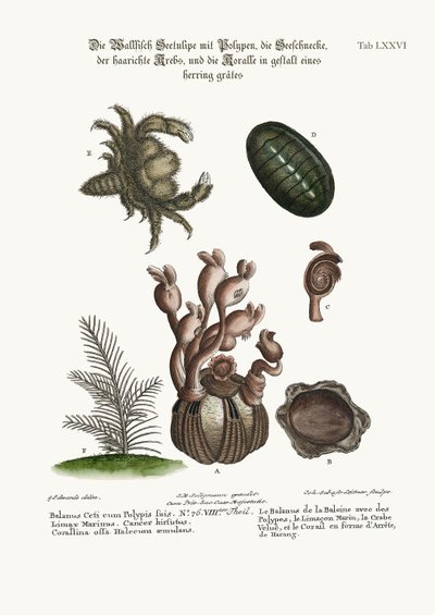 Il Balanus della balena con polipi, il Limax Marina, il granchio peloso e il corallino a spina di pesce, 1749-73 da George Edwards