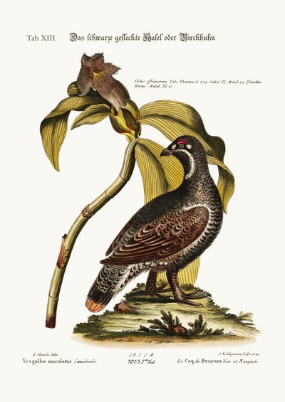 Il gallo nero e maculato, 1749-73 da George Edwards
