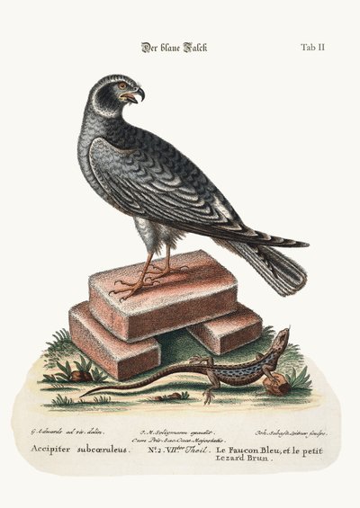 Il falco blu e la piccola lucertola marrone, 1749-73 da George Edwards