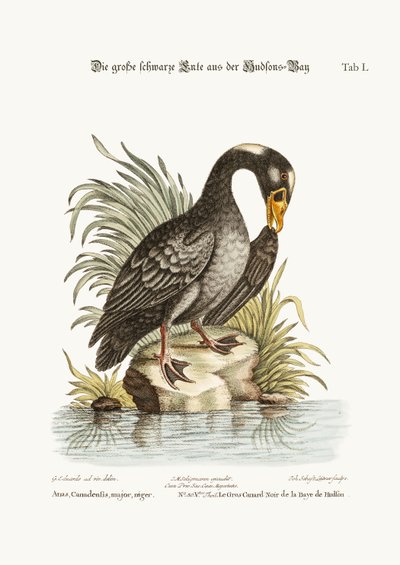 Il Grande Anatra Nera della Baia di Hudson, 1749-73 da George Edwards