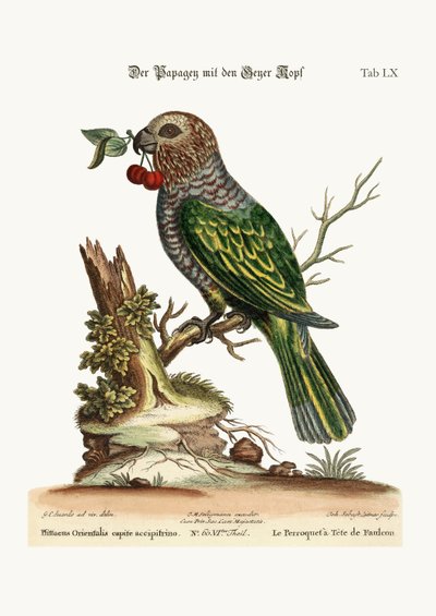 Il pappagallo dalla testa di falco, 1749-73 da George Edwards