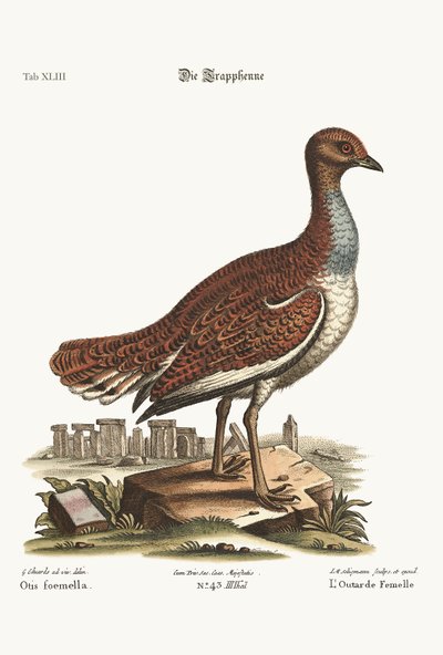 La gallina bustarda, 1749-73 da George Edwards
