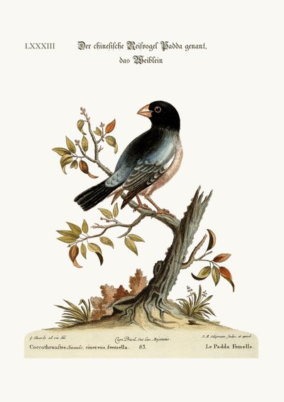 La gallina Padda o uccello del riso da George Edwards