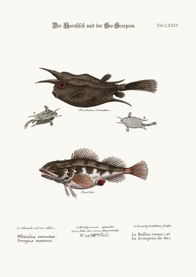 Il pesce cornuto e lo scorpione di mare, 1749-73 da George Edwards
