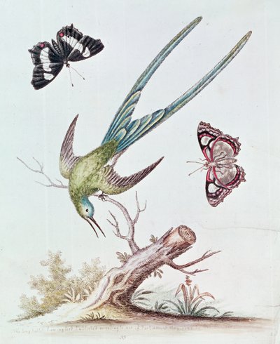Il colibrì dalla lunga coda, 1742 da George Edwards