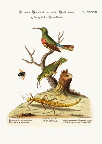 Il rampicante verde dal petto rosso e il rampicante verde maculato, 1749-73 da George Edwards