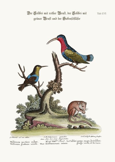 Il Colibrì dal petto rosso, il Colibrì dalla gola verde e il Ghiro da George Edwards