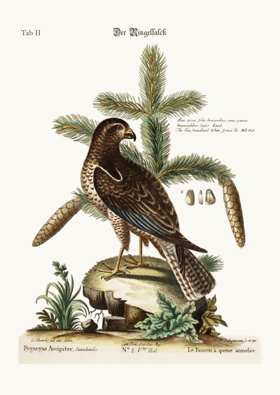 Il falco dalla coda ad anelli, 1749-73 da George Edwards