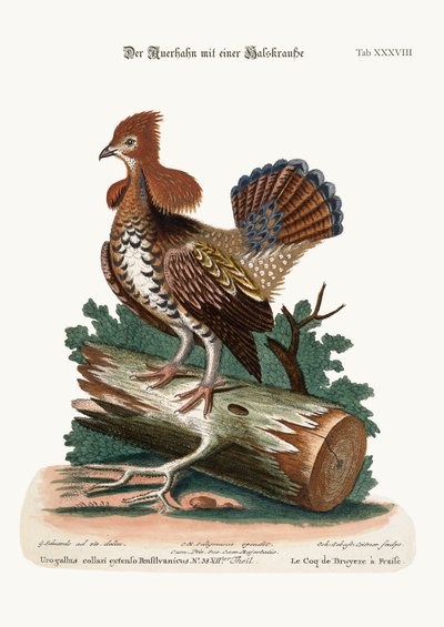 Il gallo cedrone arruffato, 1749-73 da George Edwards