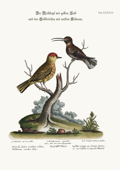 Il cardellino giallo-rosso e il colibrì dalla coda bianca, 1749-73 da George Edwards
