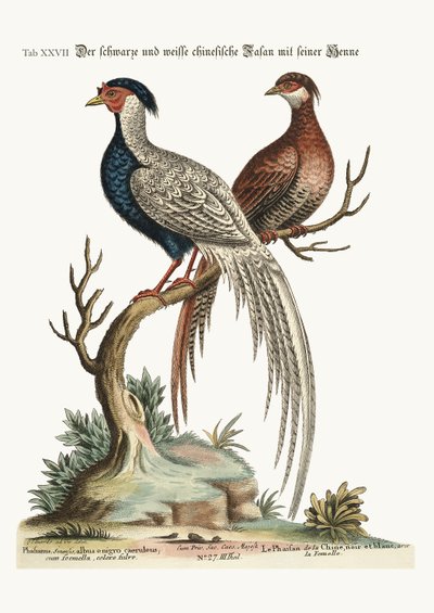 Il fagiano cinese bianco e nero con la sua gallina, 1749-73 da George Edwards