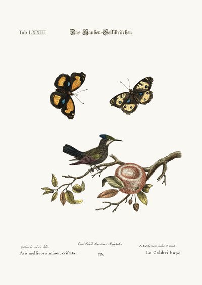 Il Colibrì Crestato, 1749-73 da George Edwards