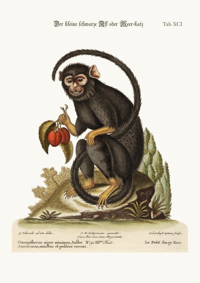 La piccola scimmia nera, 1749-73 da George Edwards