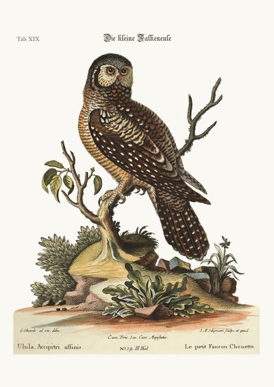Il piccolo gufo sparviero, 1749-73 da George Edwards