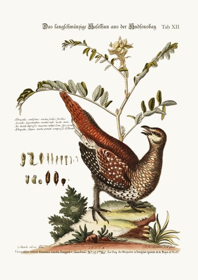 Il Gallo dalla Coda Lunga della Baia di Hudson, 1749-73 da George Edwards