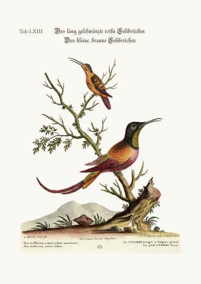 Il colibrì rosso a coda lunga. Il piccolo colibrì marrone, 1749-73 da George Edwards