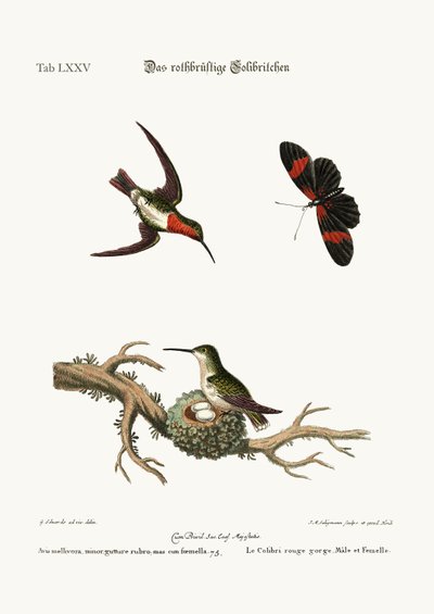 Il colibrì dalla gola rossa, 1749-73 da George Edwards