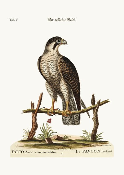 Il falco maculato, 1749-73 da George Edwards