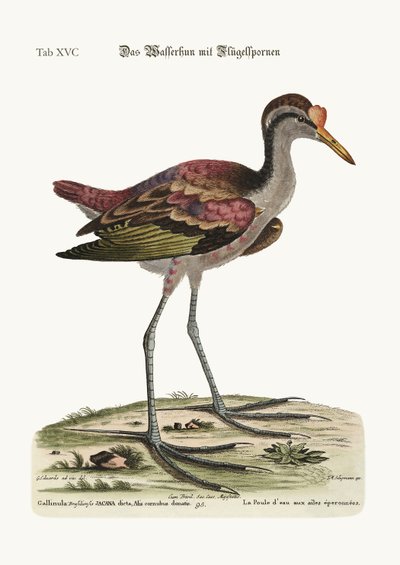 La gallinella d