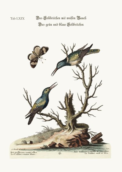 Il colibrì dal ventre bianco. Il colibrì verde e blu, 1749-73 da George Edwards