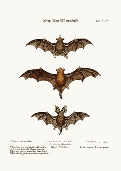 Tre piccoli pipistrelli da George Edwards