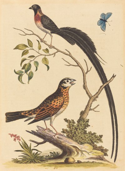 Due uccelli, uno con piume della coda molto lunghe, e farfalla blu, pubblicato 1745 da George Edwards
