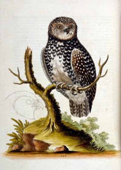 Illustrazione ad acquerello da un libro di uccelli rari di G Edwards 1750. George Edwards (1694-1773) fu un naturalista e ornitologo britannico. Viaggiò molto in Europa, studiando la storia naturale e gli uccelli in particolare. Ottenne un certo riconoscim da George Edwards