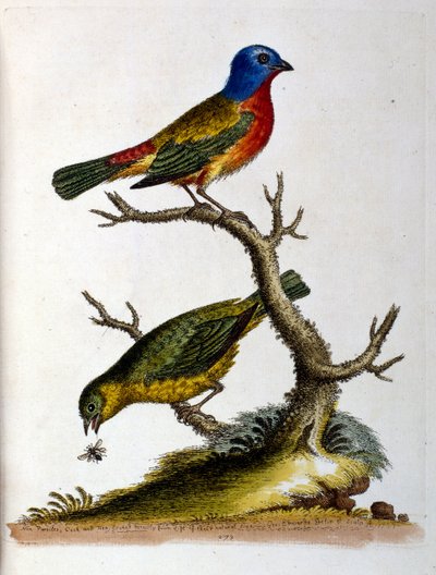 Illustrazione ad acquerello da un libro di uccelli rari di G Edwards 1750. George Edwards (1694-1773) fu un naturalista e ornitologo britannico. Viaggiò molto in Europa, studiando la storia naturale e gli uccelli in particolare. Ottenne un certo riconoscim da George Edwards