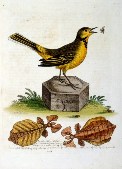 Illustrazione ad acquerello da un libro di uccelli rari di G Edwards 1750. George Edwards (1694-1773) fu un naturalista e ornitologo britannico. Viaggiò molto in Europa, studiando la storia naturale e gli uccelli in particolare. Ottenne un certo riconoscim da George Edwards