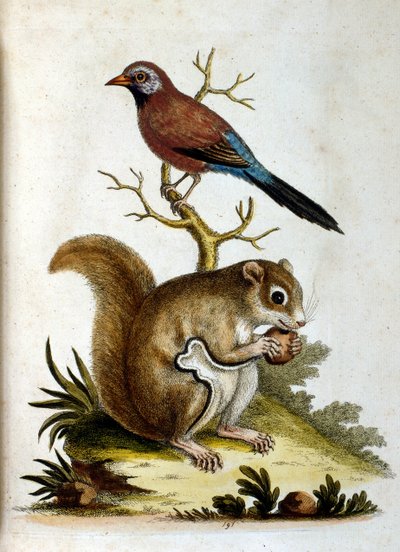 Illustrazione ad acquerello da un libro di uccelli rari di G Edwards 1750. George Edwards (1694-1773) fu un naturalista e ornitologo britannico. Viaggiò molto in Europa, studiando la storia naturale e gli uccelli in particolare. Ottenne un certo riconoscim da George Edwards