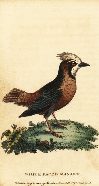 Formichiere dalle piume bianche, Pithys albifrons da George Edwards