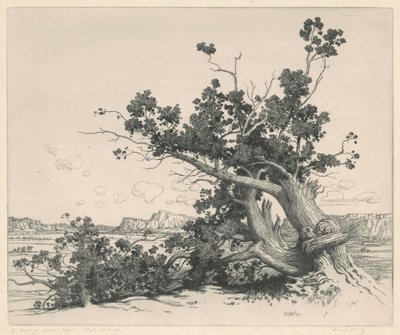 Cedri del deserto, Nuovo Messico da George Elbert Burr