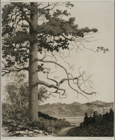Pino Vecchio, Parco Estes da George Elbert Burr