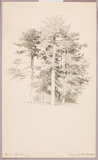Pini, Giardino pubblico da George Elbert Burr