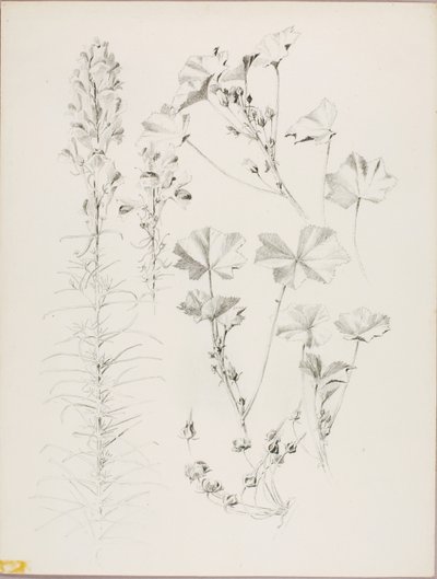 Senza titolo (studio botanico) da George Elbert Burr