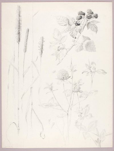 Senza titolo (Gattaiole, trifoglio e more) da George Elbert Burr