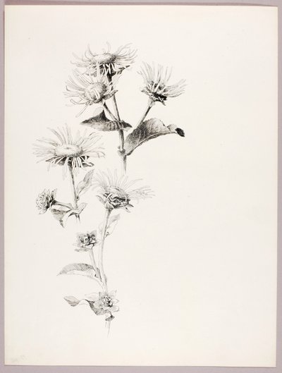Senza titolo (Margherite) da George Elbert Burr