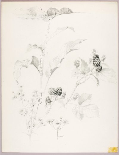 Senza titolo (Margherite e more) da George Elbert Burr