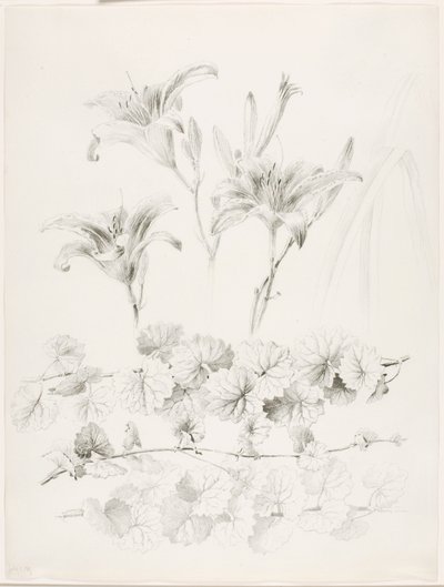 Senza titolo (Gigli e edera terrestre) (Glecoma Hederacea) da George Elbert Burr