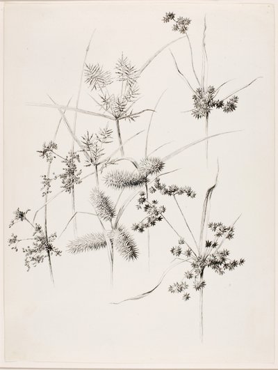 Senza titolo (Erbe di carice) da George Elbert Burr