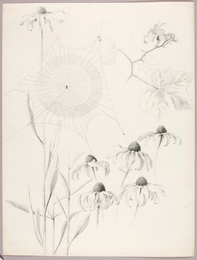 Senza titolo (Ragnatela e margherite) da George Elbert Burr