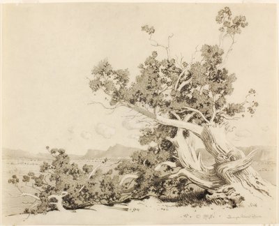 Senza titolo (Studio per i vecchi cedri, Nuovo Messico) da George Elbert Burr
