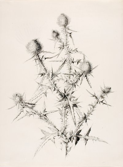 Senza titolo (Cardo) da George Elbert Burr