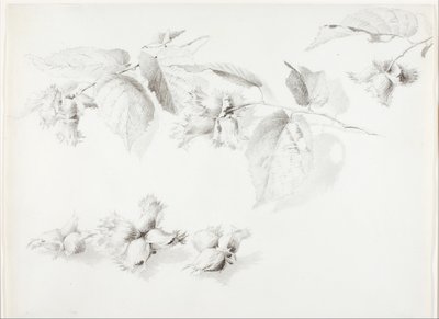 Senza titolo (Nocciola selvatica, Corylus Americana) da George Elbert Burr