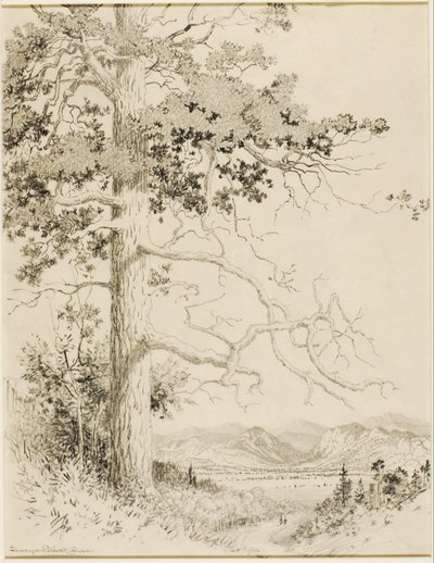 Senza titolo (disegno di trasferimento per Old Pine, Estes Park) da George Elbert Burr