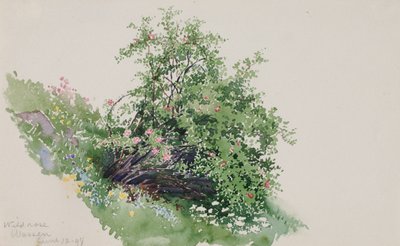 Rosa selvatica, Wassen da George Elbert Burr