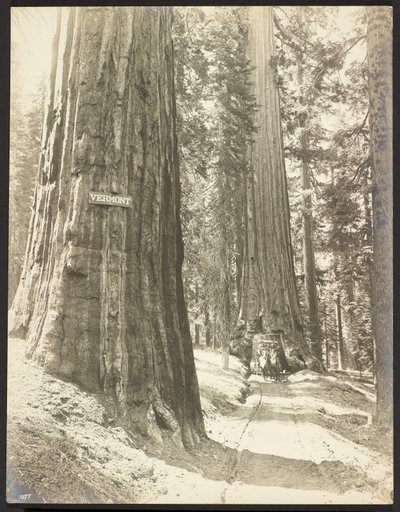 Guida attraverso il Wawona, Mariposa Grove. Diametro 24 piedi. da George Fiske