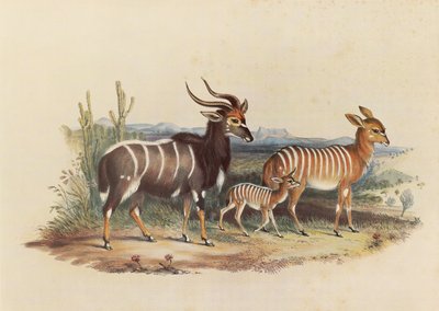 Il Nyala da George French Angas