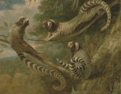 Un marmoset in tre atteggiamenti da George Garrard