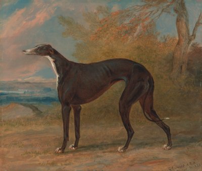 Uno dei levrieri vincenti di George Lane Fox: la levriera bianca e nera, Juno, anche chiamata Elizabeth da George Garrard